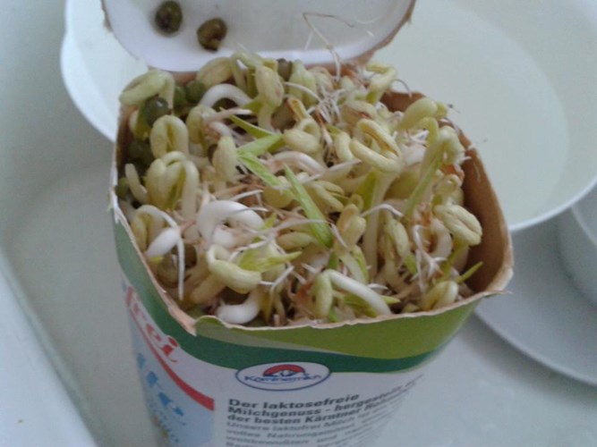 Cách làm, giá đỗ, làm mẹ