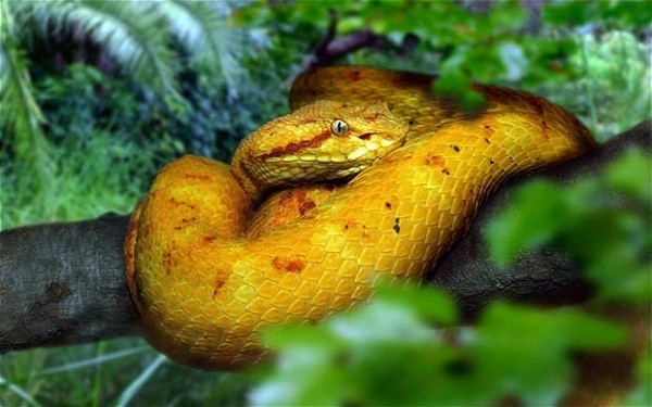 rắn độc
