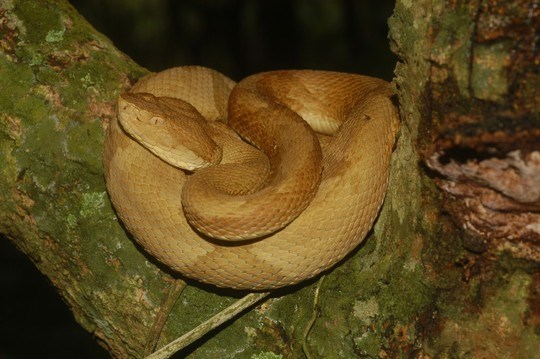 rắn độc