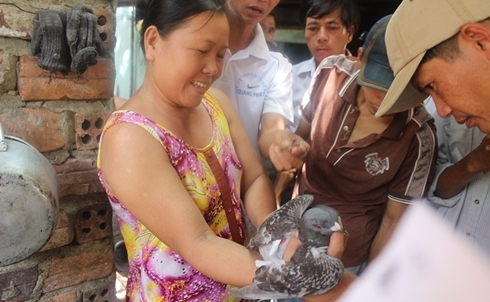Chim bồ câu trung quốc