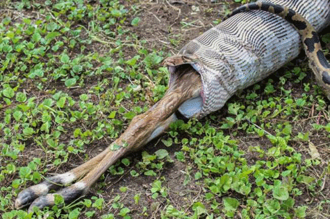 Trăn nhả mồi 