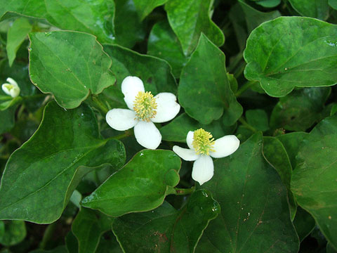 Diep ca làm đẹp da