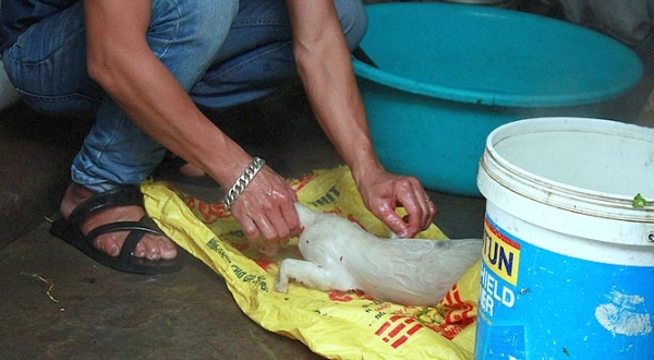 thịt mèo