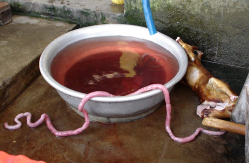 thịt mèo