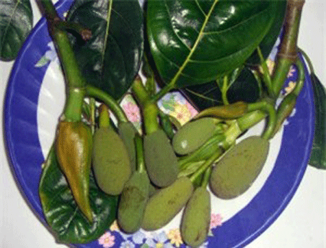 Công dụng của mít 