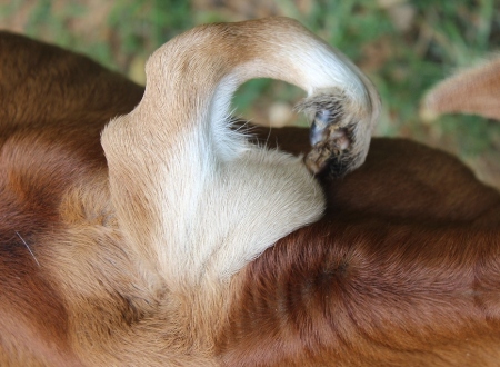 Mô tả ảnh.