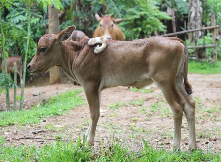 Mô tả ảnh.