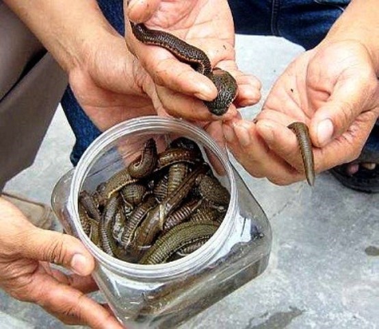 đỉa