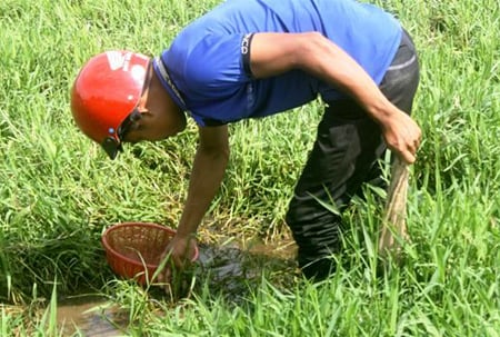đỉa