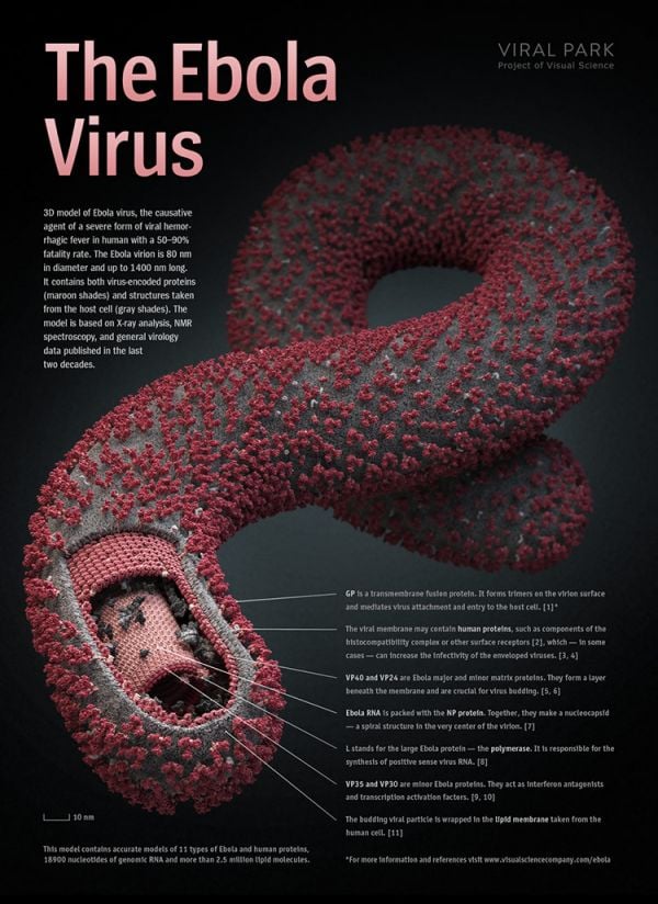 ebola