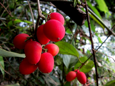 quả dại