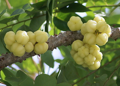 chữa tóc bạc