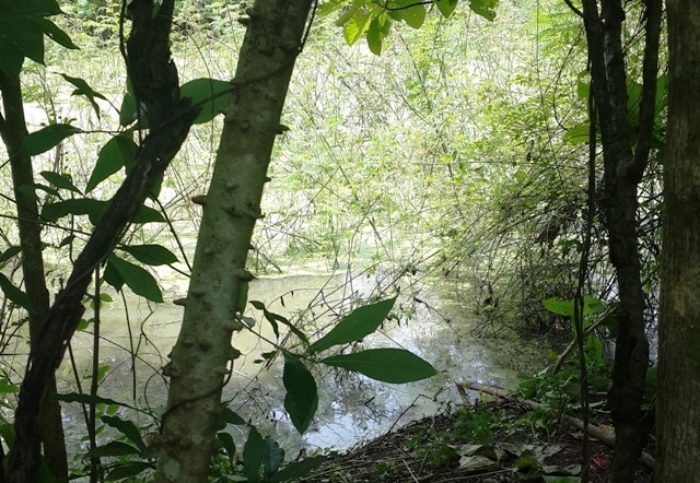 Hiện trường án mạng