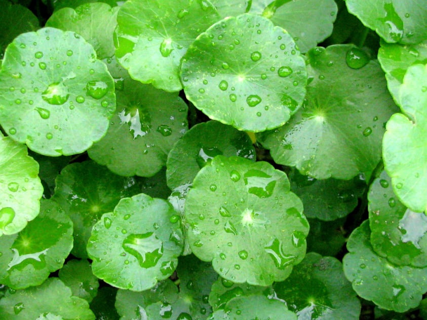 Trị sẹo lõm