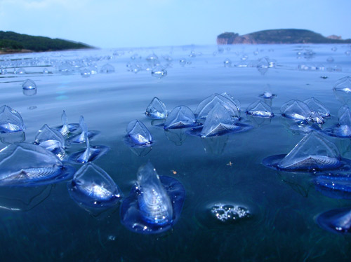 Mô tả ảnh.