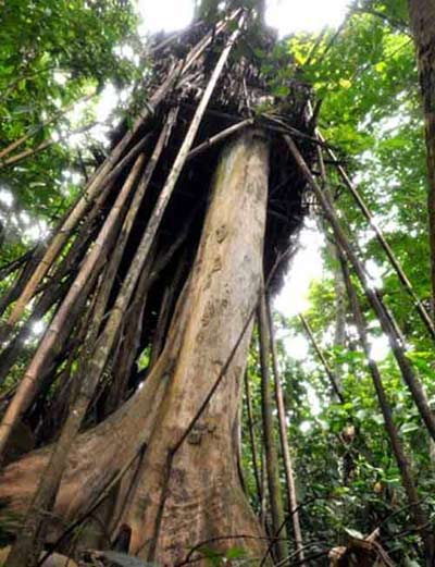người rừng
