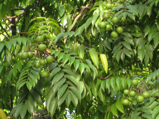 quả sấu