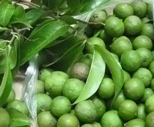 quả sấu