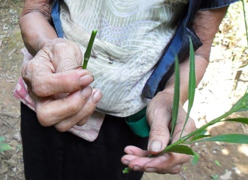 chữa bệnh rùng rợn