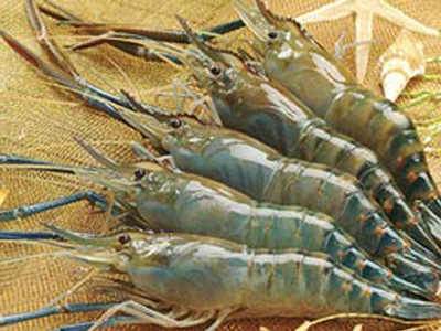 Thực phẩm chữa rụng tóc 