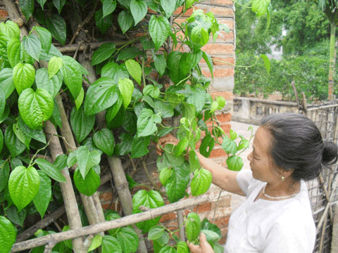 Lá trầu làm đẹp