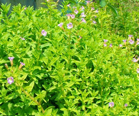 dùng các loại thuốc cầm máu vào vết thương và băng ép lại thật chặt. 