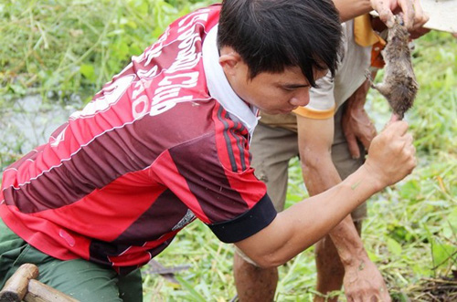 săn chuột đồng