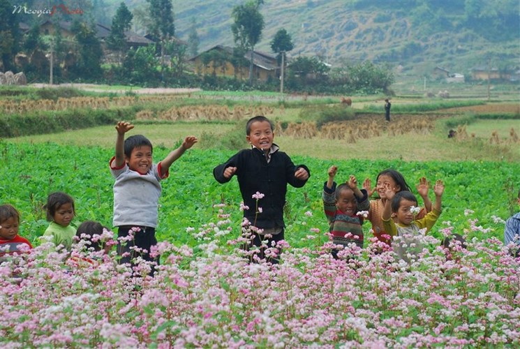 hoa tam giác mạch