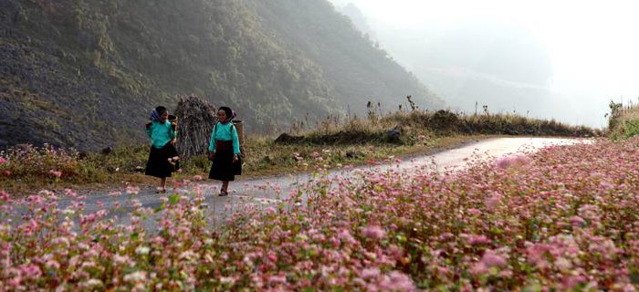 hoa tam giác mạch