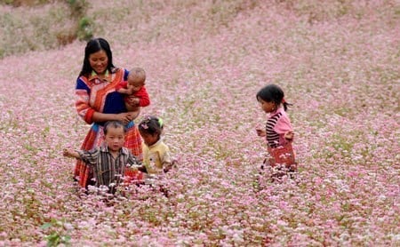 hoa tam giác mạch