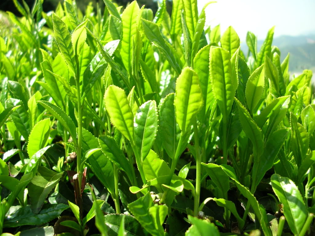Trà xanh đẹp da 