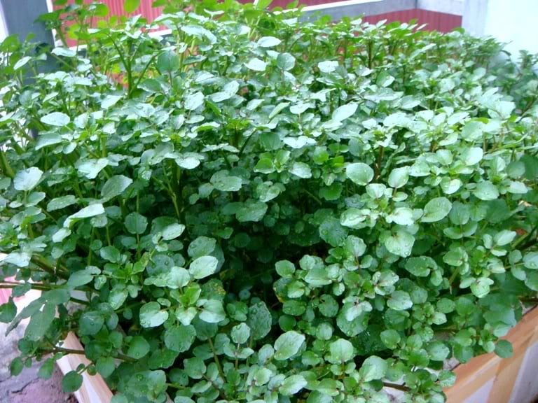 sức khỏe, chữa bệnh, cải xoong, thực phẩm, tiểu đường, trị bệnh, chữa bệnh, ung thư