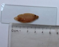 giun sán