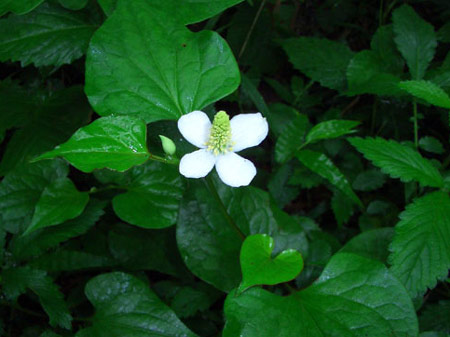 điếp cá