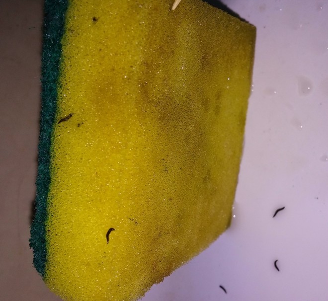 sinh vật lạ
