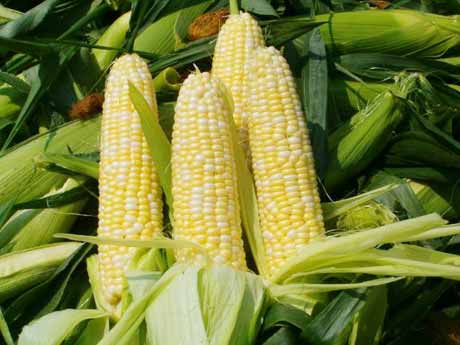 sức khỏe, ngô, chăm sóc sức khỏe, thực phẩm, Shbet0099 cá cược trực tuyến
