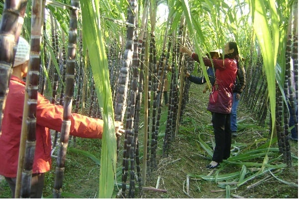 sức khỏe, ung thư, hạt dẻ, hạt dẻ cười, chăm sóc sức khỏe, răng miệng