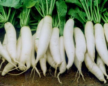 củ cải 
