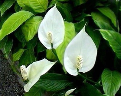 sức khỏe, làm mẹ, nấu ăn, hành lá, củ hành