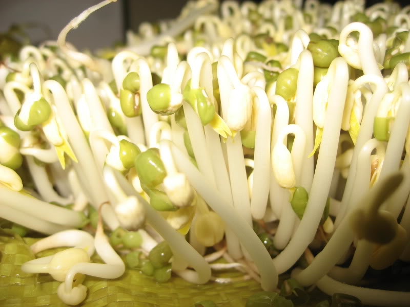 giá đỗ