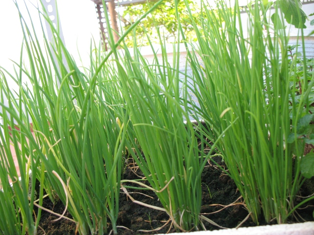 sức khỏe, làm mẹ, nấu ăn, hành lá, củ hành