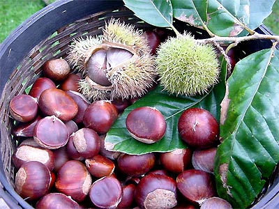 sức khỏe, giảm cân, su hào, Shbet0099 cá cược trực tuyến, ẩm thực, làm mẹ