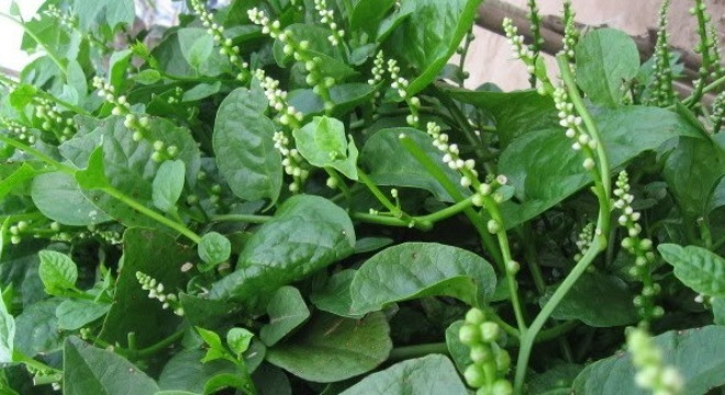 rau mùng tơi