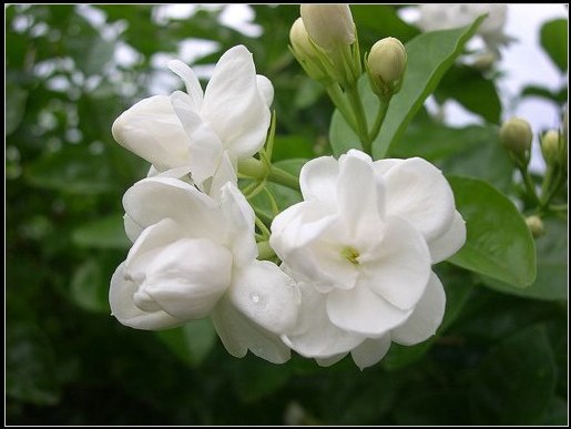 hoa nhài
