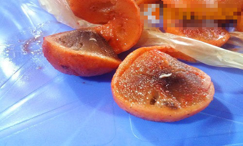 dòi bò trong sấu