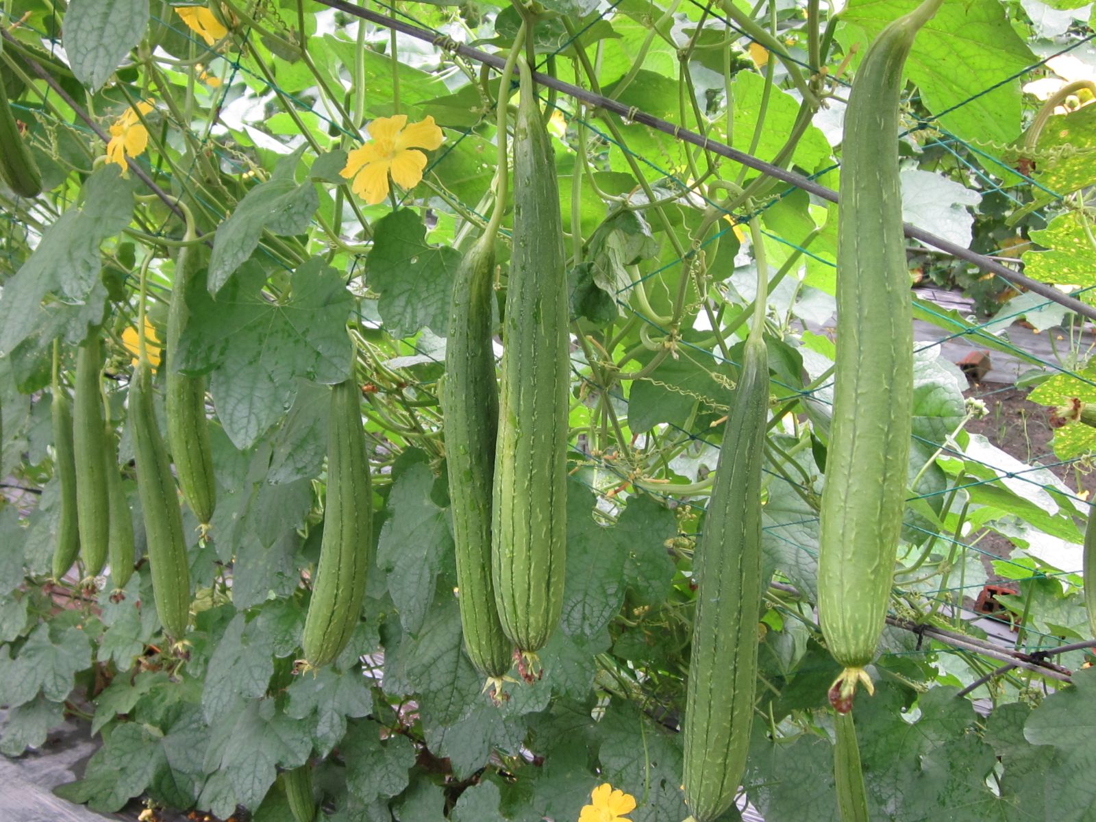 Mướp hương 