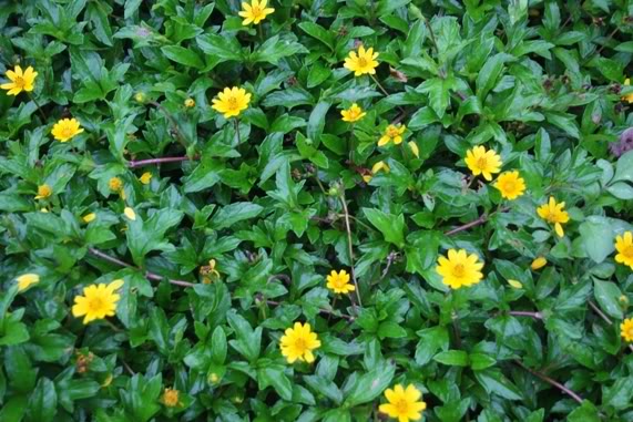 trị mụn cám 