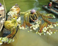 hái bông súng