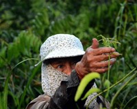 đọt choại
