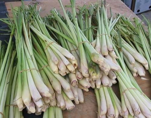 củ sả trị gàu